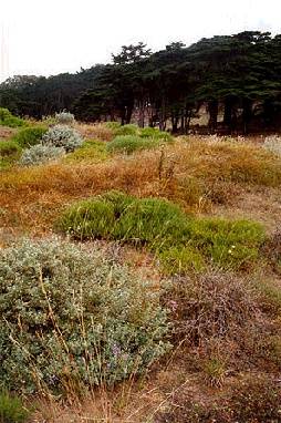 Presidio$dune-life-restored-2001.jpg