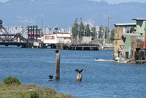 Mission-creek-cormorants-east-view 3539.jpg