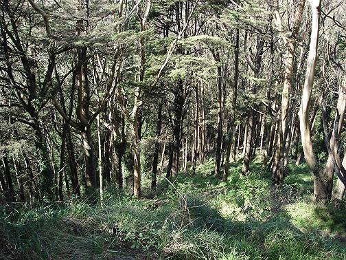 Inside-sutro-forest-2016.jpg