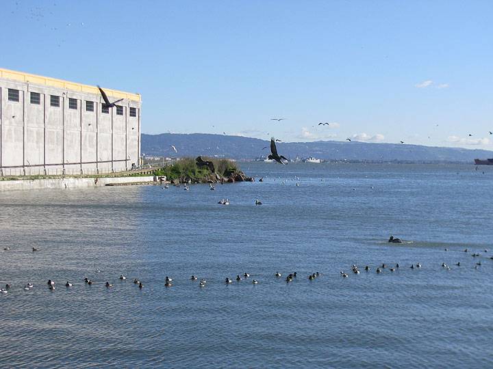 Pelicans-and-coots-off-warm-water-cove-2013 1663.jpg