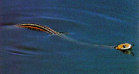 Ecology1$sf-garter-snake-in-water.jpg