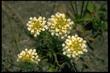 Presidio$owls-clover-closeup.jpg