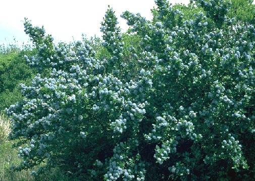 Ecology1$blueblossom-ceanothus-closeup.jpg