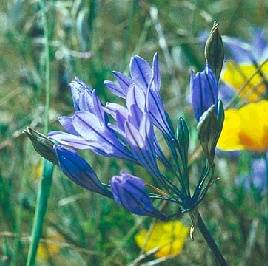 Pothill$triteleia-lata-closeup.jpg