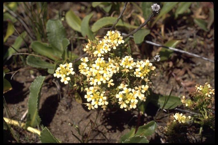 Presidio$owls-clover.jpg