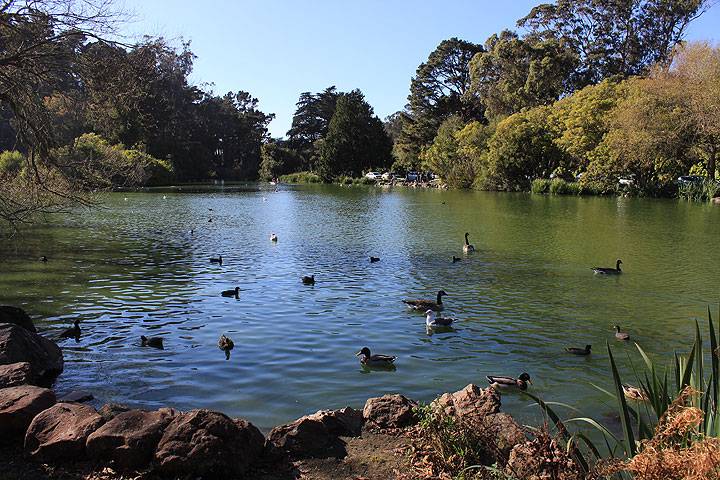 Stow-lake-w-birds 4500.jpg