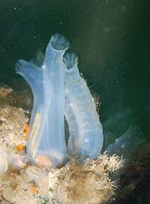 Ciona Sea Squirt—Ginny Stearns