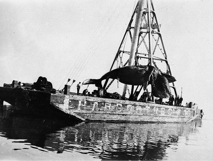 Whale-processing-at-Allen-7-plant-SF-A1.35.909n.jpg