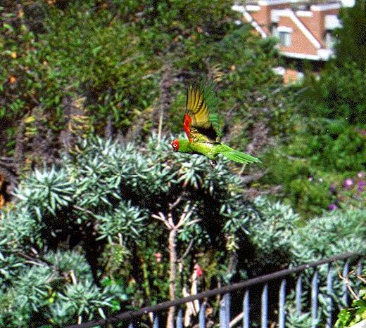 Norbeach$parrot-over-greenwich-steps.jpg