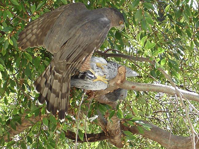 Coopers-hawk-eating-pigeon7811.jpg