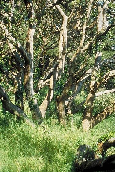 Presidio$presidio-coast-live-oak.jpg