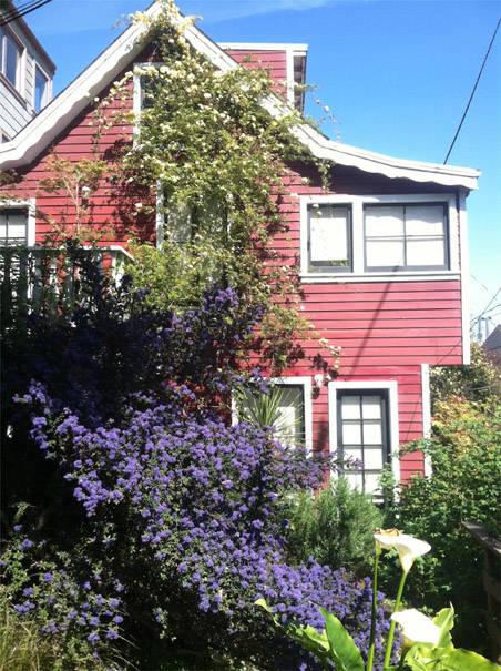 Filbert steps ceanothus blooms bursting.jpg