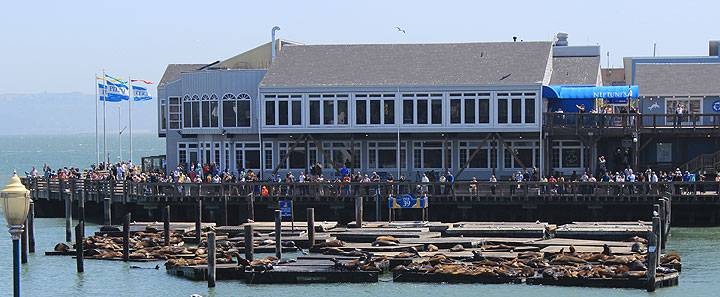 Pier-39-sea-lions 2423.jpg