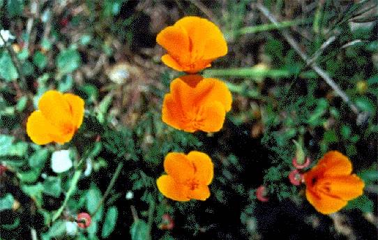 Ecology1$california-poppies-closeup.jpg