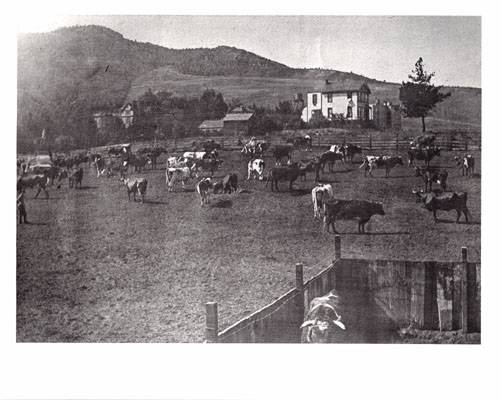 Cows in the haight 1892 AAB-8800.jpg