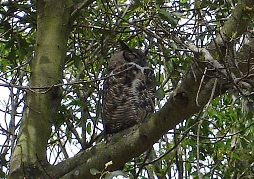 Owl-on-bernal6280.jpg