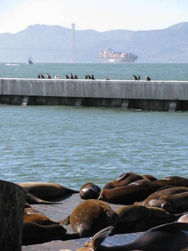 Sea-lions-and-ship.jpg