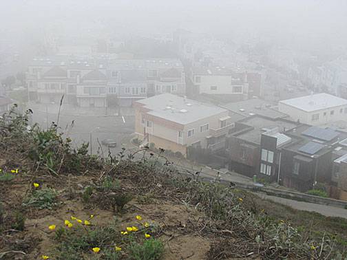 Gv-peak-poppies-and-foggy-bldgs 3673.jpg