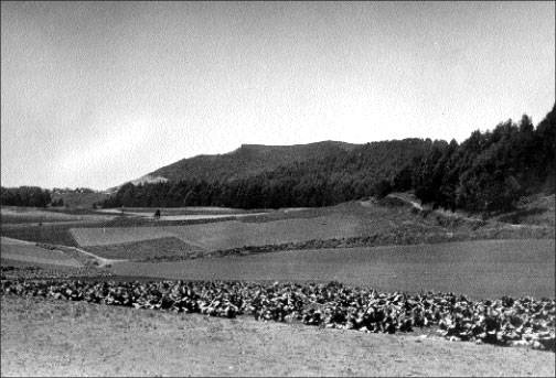 Vegetable-farm-near-West-Portal-1900.jpg