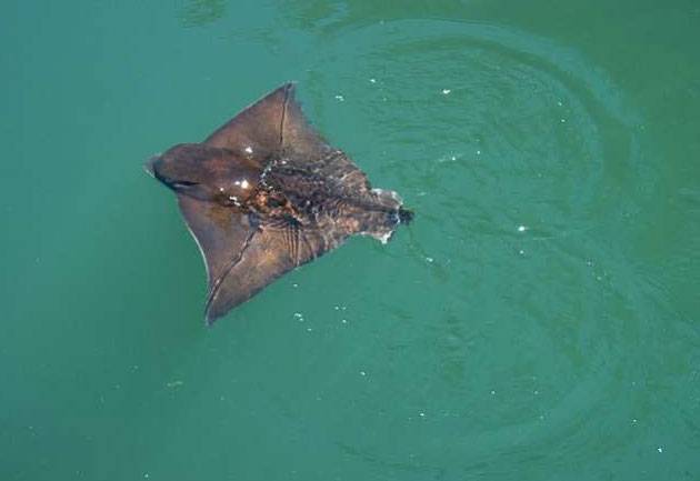 Bat Ray photo by Ina Boatright