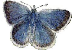 Ecology1$mission-blue-butterfly.jpg