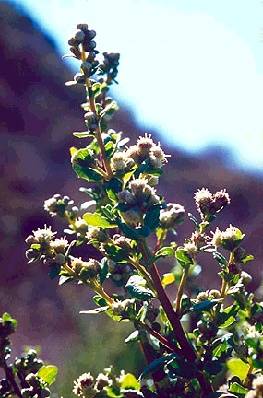 Ecology1$native-flora$coyote-bush itm$coyote-bush.jpg