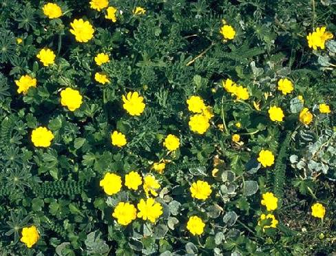 Ecology1$california-buttercup.jpg