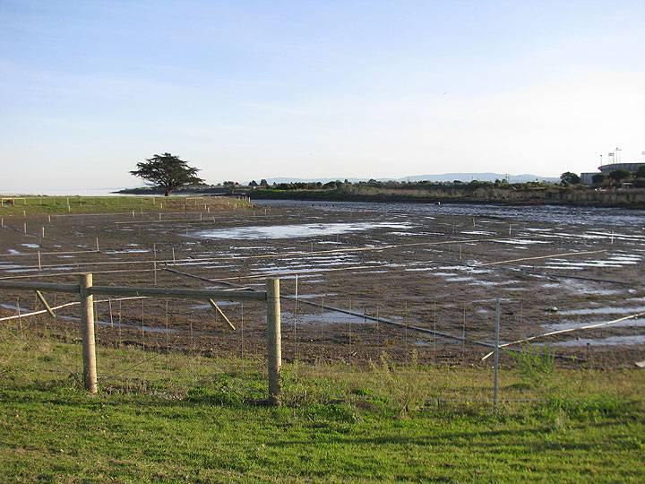 Yosemite-slough-wetland-restoration-low-tide 1408.jpg