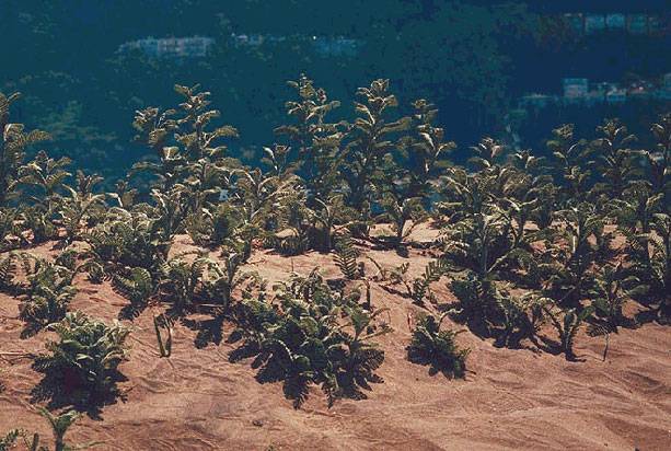 Grand-view-dune-tansies.jpg