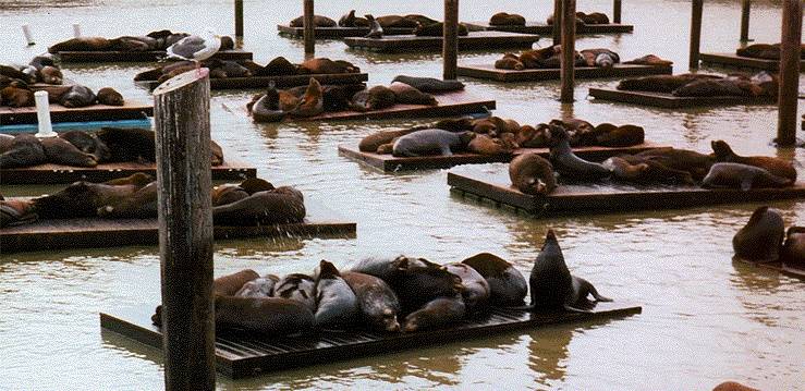 Norbeach$elephant-seals-pier-39.jpg