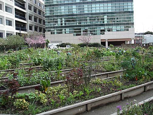 Filipino-community-garden1873.jpg