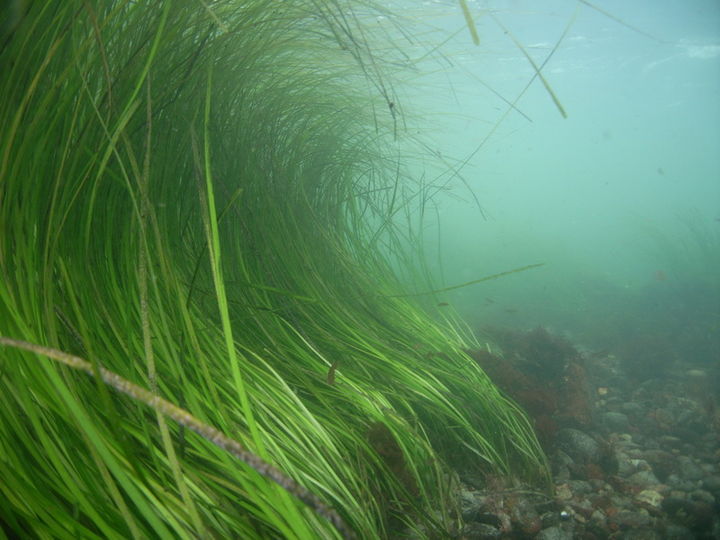 Eelgrass (1).jpg