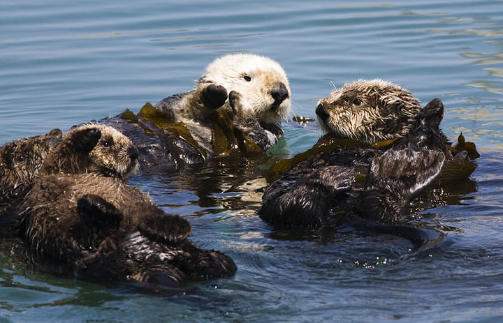 800px-Four sea otters Morro Bay CA 2007 Mike Michael L. Baird.JPG